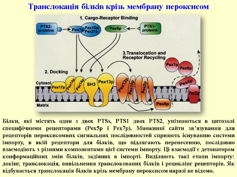 Білки, які містять один з двох PTSs, PTS1 двох PTS2, упізнаються в цитозолі специфічними